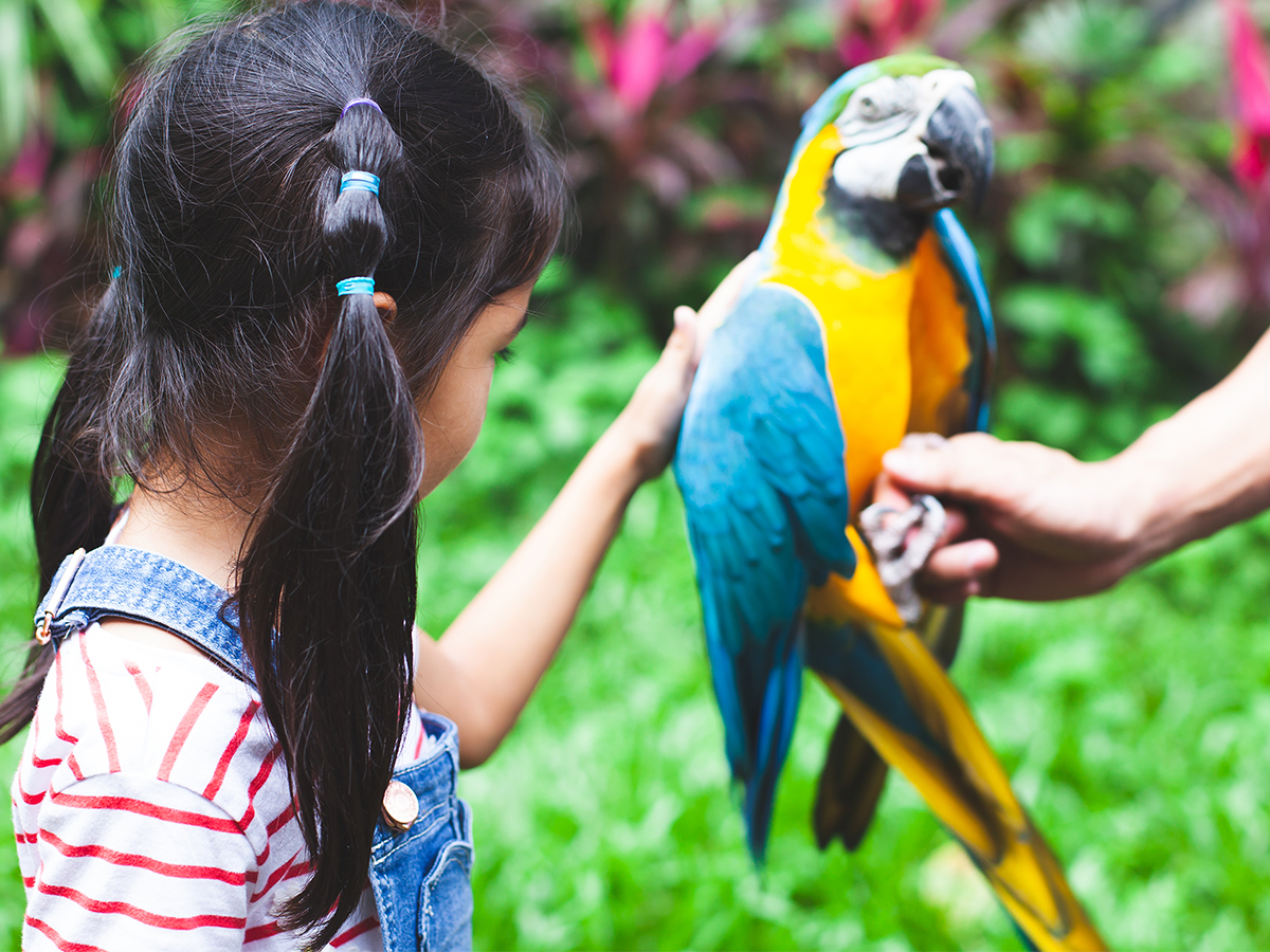 Girl petting parrot at zoo